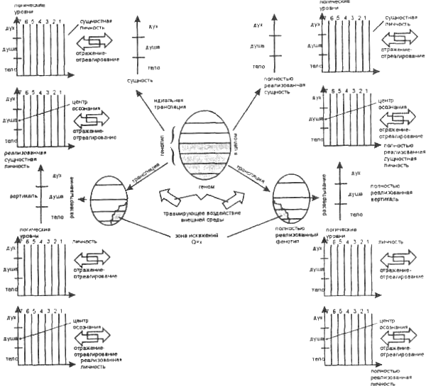 Схема развертывания структуры человеческого существа Схема развертывания структуры человеческого существа