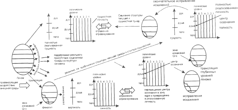 Развитие структуры человеческого существа Развитие структуры человеческого существа