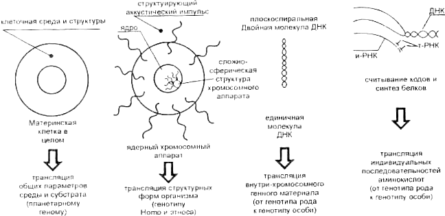 Ярусы организации генома Ярусы организации генома