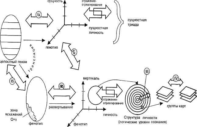 Трансляция и развертывание целостного генома Трансляция и развертывание целостного генома